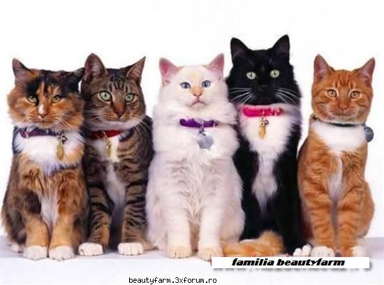 familia beautyfarm - Va las pe voi sa le dati nume! ;) - ELECTRIK CATS
