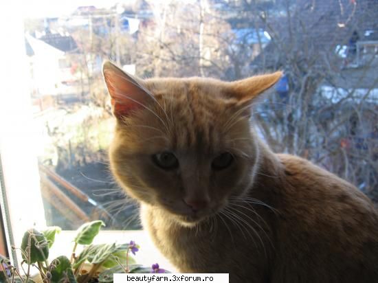 feline - ma bate daca vede ca am pus poza asta acilea..da - ELECTRIK CATS