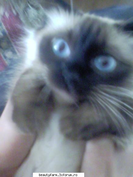 feline - Electrik - cat 'ul meu my cat - ELECTRIK CATS