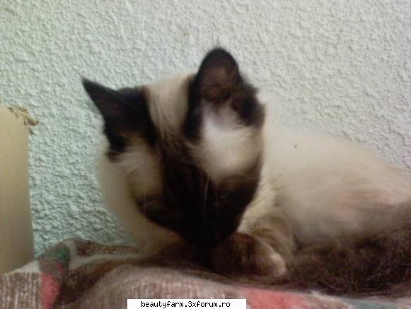 feline - dulcika , dulcika 8-> dar cand face cate o - ELECTRIK CATS