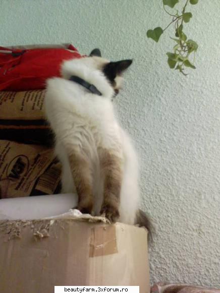feline - cu pieptu' in fatza :>` : )) - ELECTRIK CATS