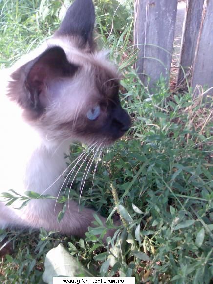 feline - Gabby - ELECTRIK CATS