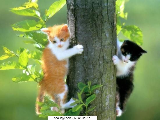 feline - pana ce nu pleaca ham ham nu ne dam jos!!!!!!! - ELECTRIK CATS