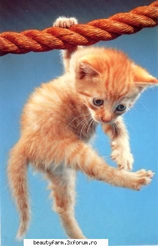 feline - ajutor!!!!!!!!!!!!!!!! - ELECTRIK CATS