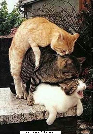 feline - sex in grup?!??!!!! - ELECTRIK CATS