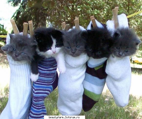 la uscat feline