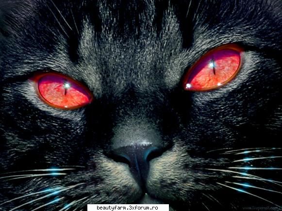feline - serioasa rau de tot - ELECTRIK CATS