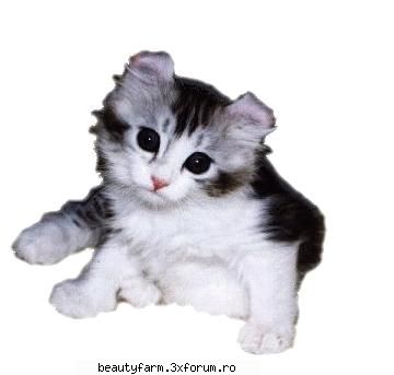 feline - sabo_shadow - ELECTRIK CATS