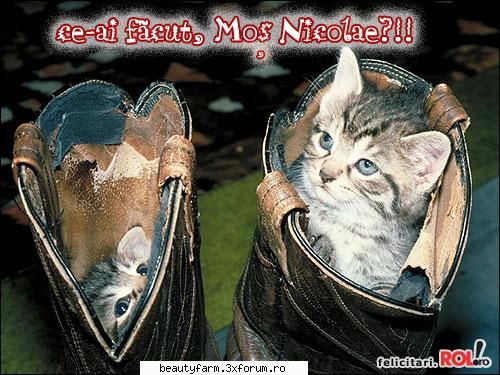 feline - a fost moju' beat - ELECTRIK CATS