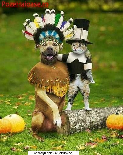 feline - the thanksgiving day:D - ELECTRIK CATS