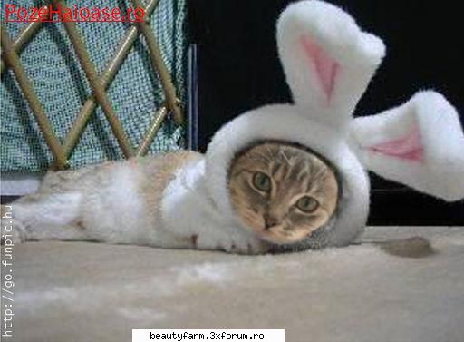 feline - e Halloween...:D - ELECTRIK CATS