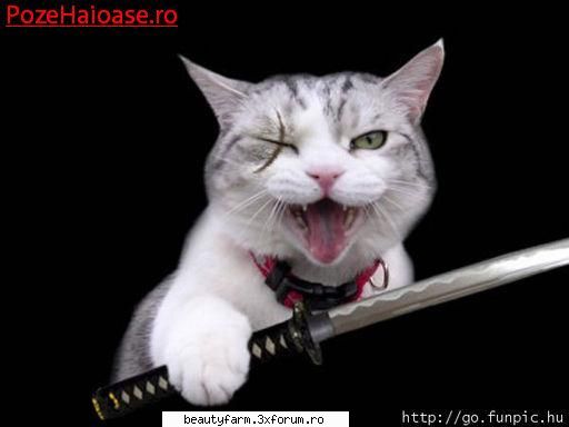 feline - Maddy - ELECTRIK CATS