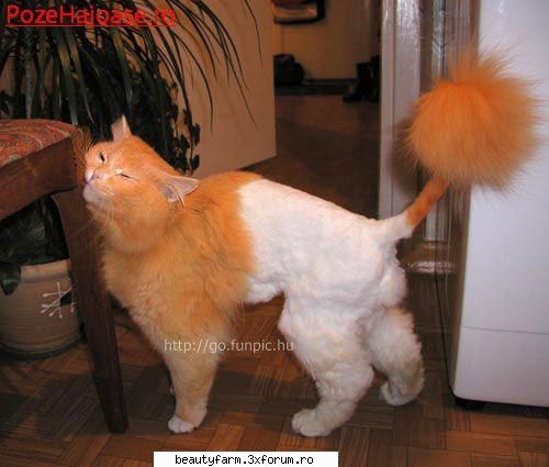 feline - Maddy - ELECTRIK CATS