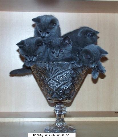 feline - o cana de pisoi?:D - ELECTRIK CATS