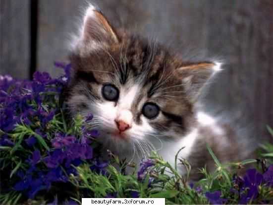 feline - asta mik e adus de barza in gradina cu flori - ELECTRIK CATS