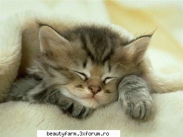 feline - sleep time, kids - ELECTRIK CATS