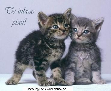 feline - Te iubesc pisoi! - ELECTRIK CATS