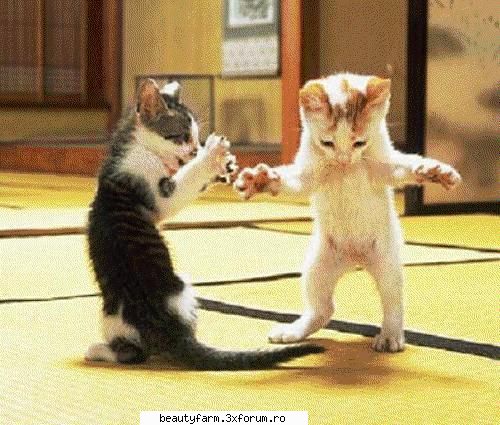 feline - adidoro - ELECTRIK CATS