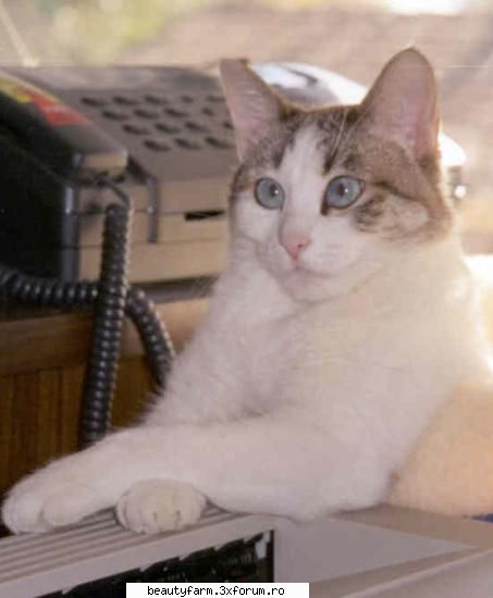 feline - shreck5dec - ELECTRIK CATS