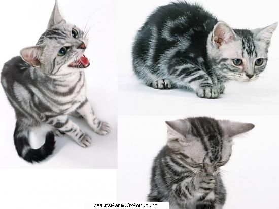 feline - ACUMA E RANDUL MEU LA PISICUTE :D - ELECTRIK CATS