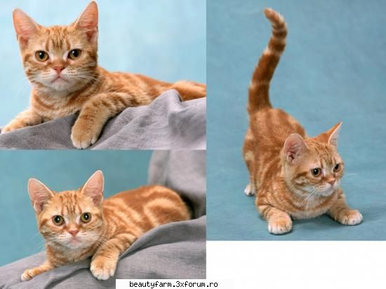 feline - electrik cat - ELECTRIK CATS