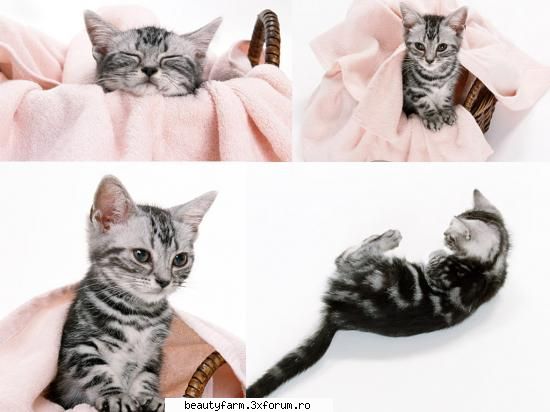 feline - electrik cat - ELECTRIK CATS