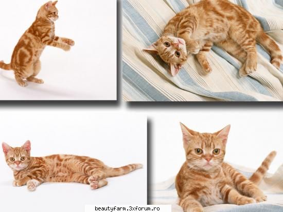 feline - electrik cat - ELECTRIK CATS