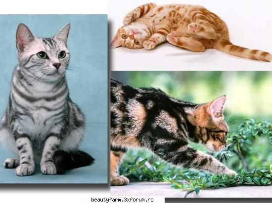 feline - SI GATA CA MA DUC SI EU SA DORM CA O PISICUTA - ELECTRIK CATS