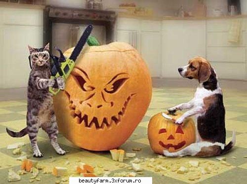 feline - NoOkIE`grl - ELECTRIK CATS