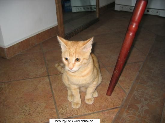 feline - nookie :D ...sa-l vada toti :D - ELECTRIK CATS