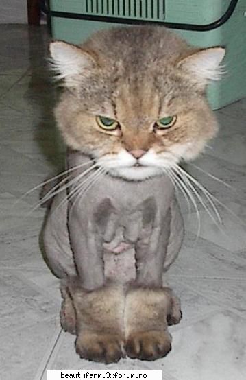 feline - adidoro - ELECTRIK CATS