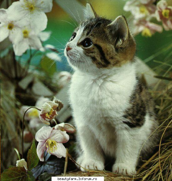 feline - iar aici o floricica intre floricele ca si - ELECTRIK CATS
