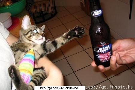 feline - Or...how about a beer...yummy - ELECTRIK CATS