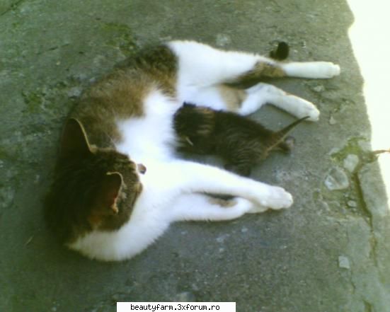 si mai am
:cool: feline