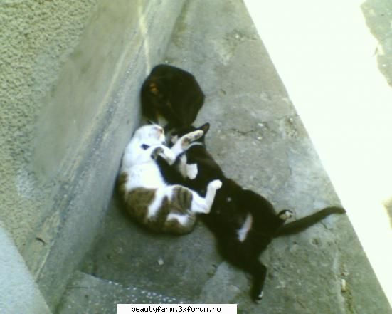feline - nici_de_cum - ELECTRIK CATS