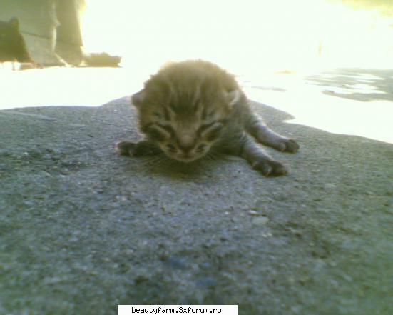 feline - nici_de_cum - ELECTRIK CATS