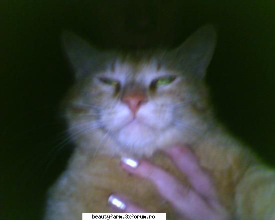 feline - si asta e a pretenei mele - ELECTRIK CATS