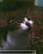 feline - pisica mea fotomodel - ELECTRIK CATS