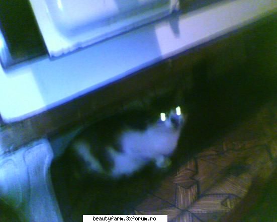 feline - nici_de_cum - ELECTRIK CATS