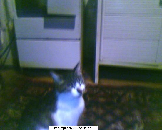si la feline