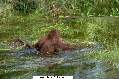 mama orangutan s-a avantat in apele unui rau - Cele doua primate au fost izolate timp de mai - ALTE ANIMALE