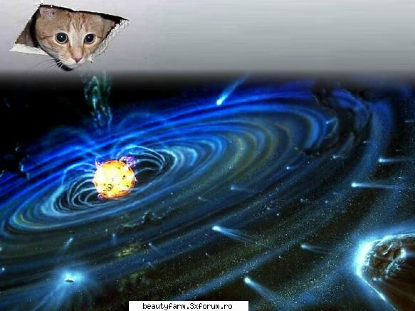 pisicuta saptamanii - kitty of the week - ELECTRIK CATS