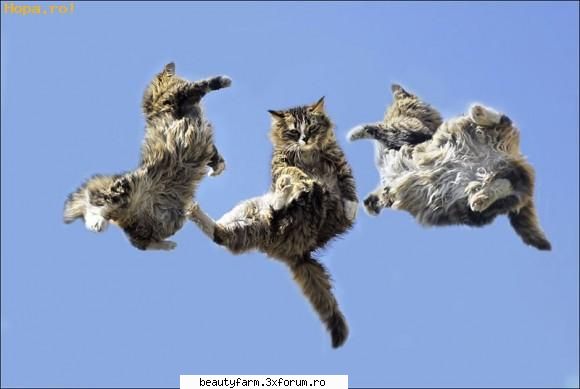 pisicuta saptamanii - aici as vrea sa alegem in fiecare saptamana cate - ELECTRIK CATS