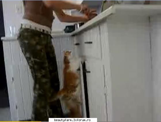 pisicute pofticioase rasfatate si flamande - vai sa ia asa pisicute in casa ai pus-o nene - ELECTRIK CATS